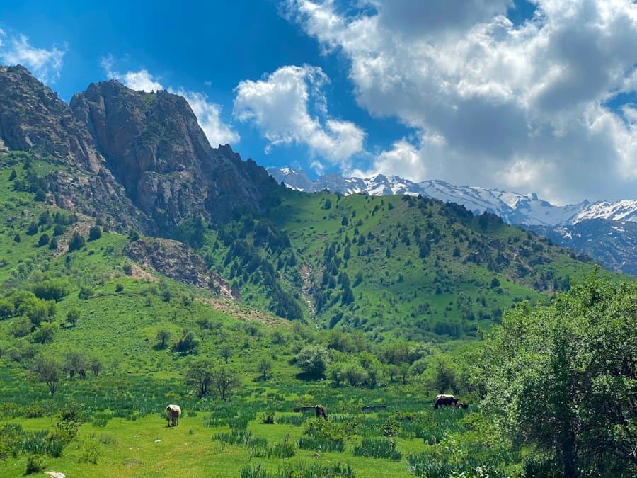 Beldersoy yonbagʻri