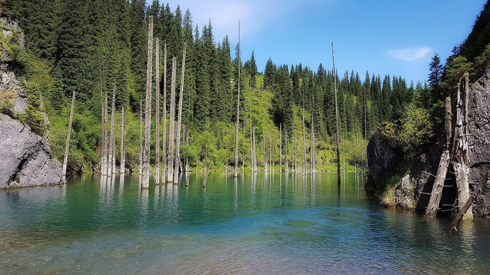 Qayindi koʻli, suvdan chiqqan daraxtlar
